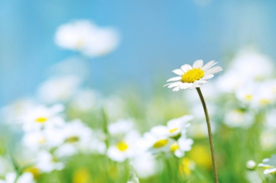 spring