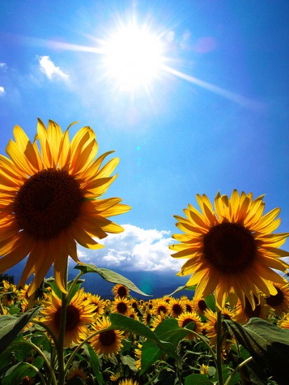 sunflowers
