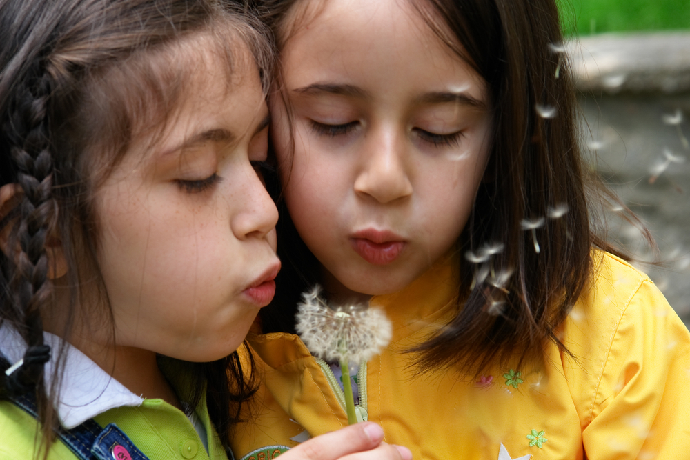 dandelion