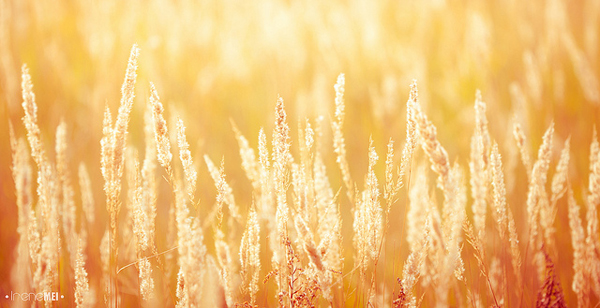 golden-fields