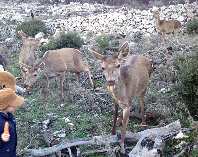 Ταΐζοντας ελάφια