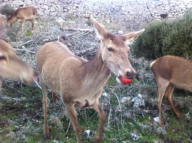 Ταΐζοντας ελάφια