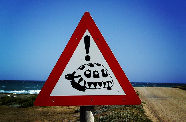 beware-turtles