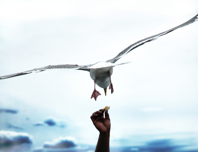 fly-high