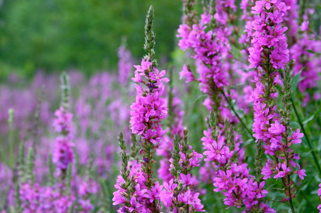 mauve