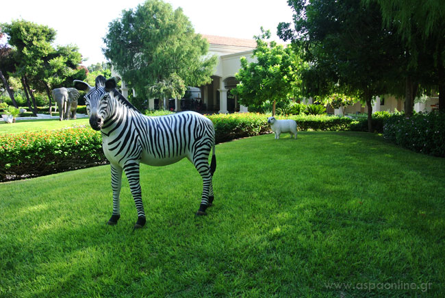 zebra2